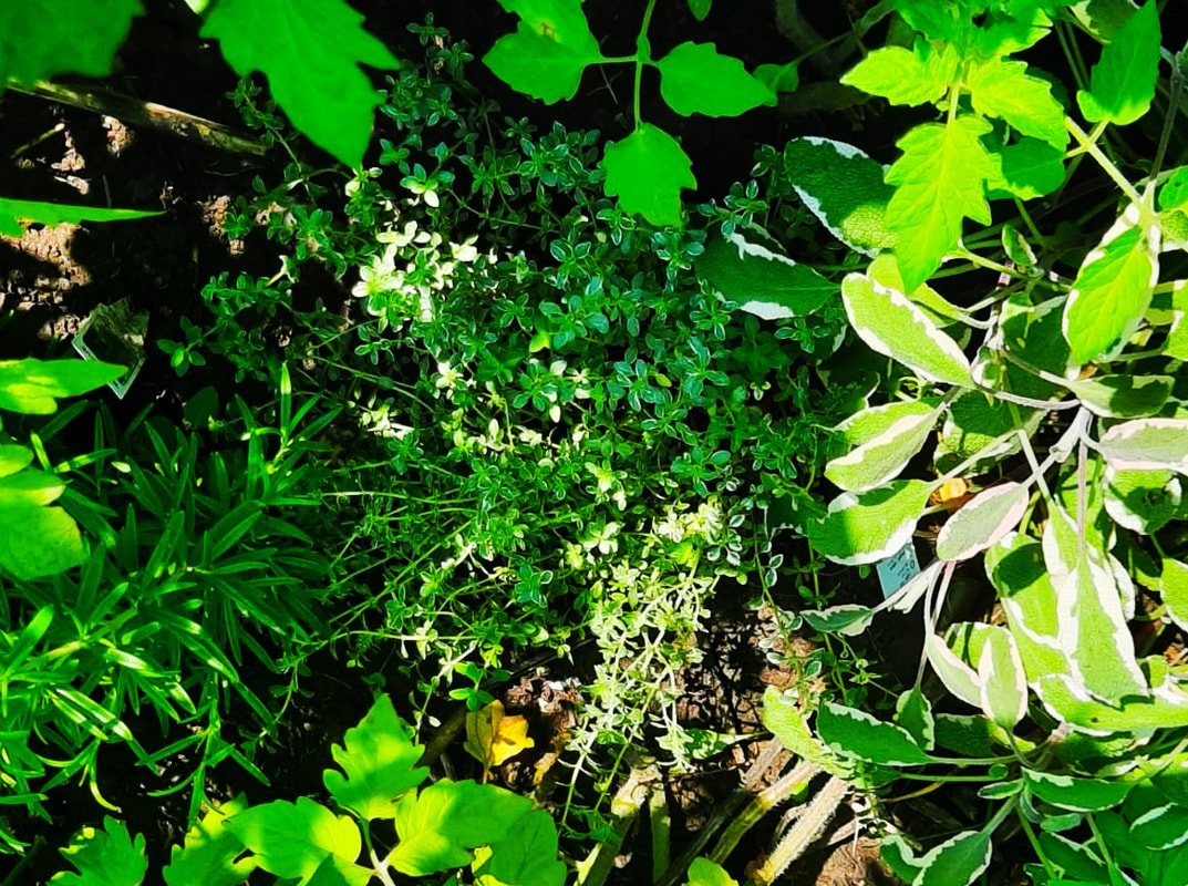 green leaves