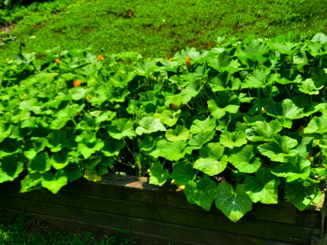 plants growing