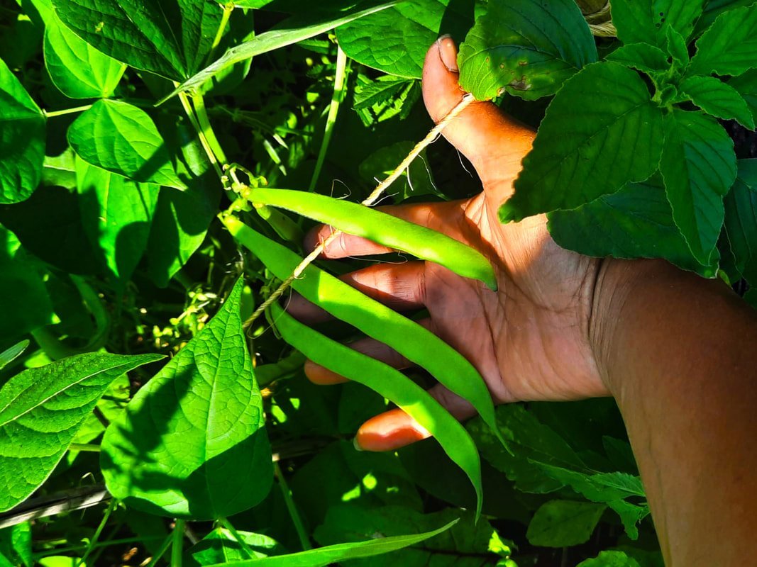 grabbing plant
