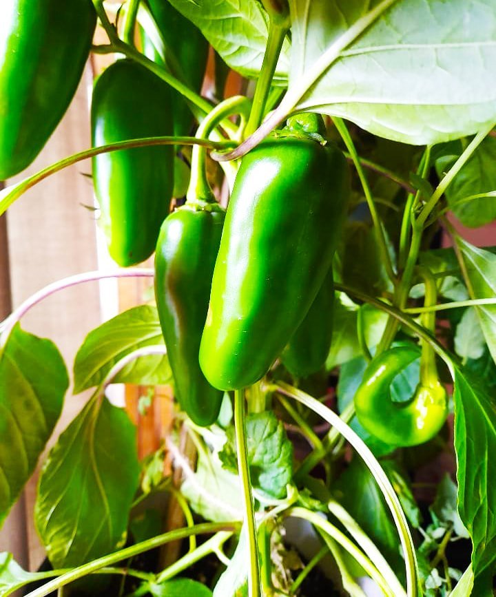 peppers