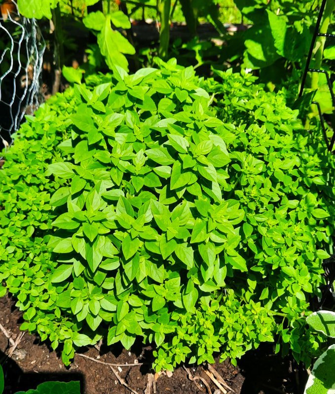 green leaves