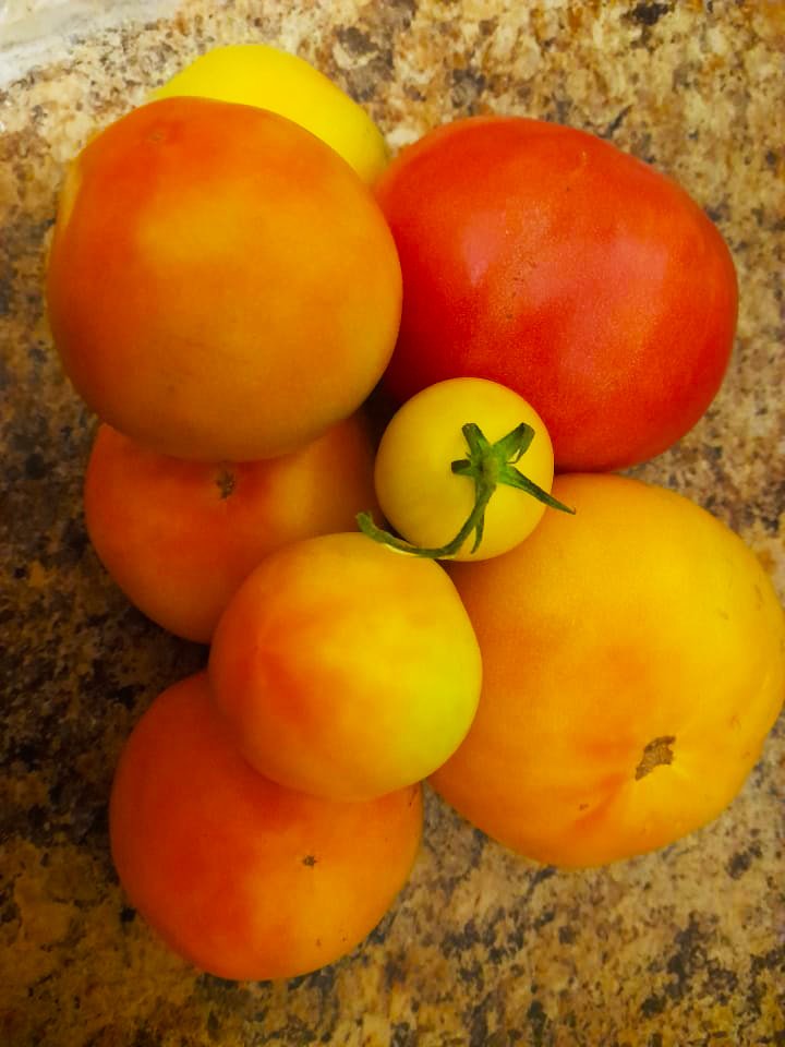 tomatos picked and ready to eat
