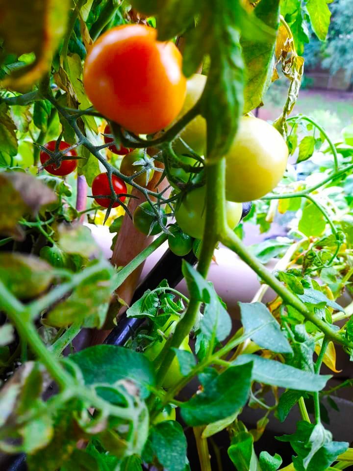 tomatos growing