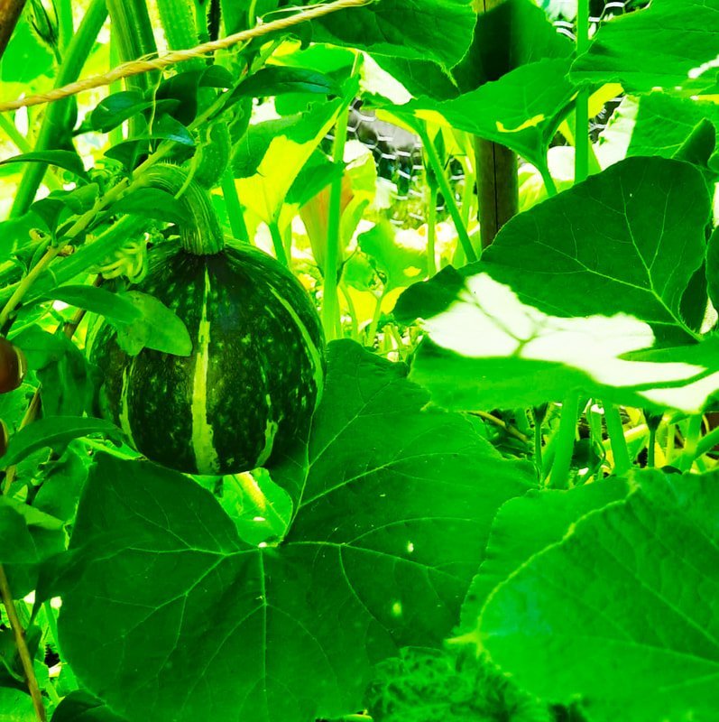 green leaves